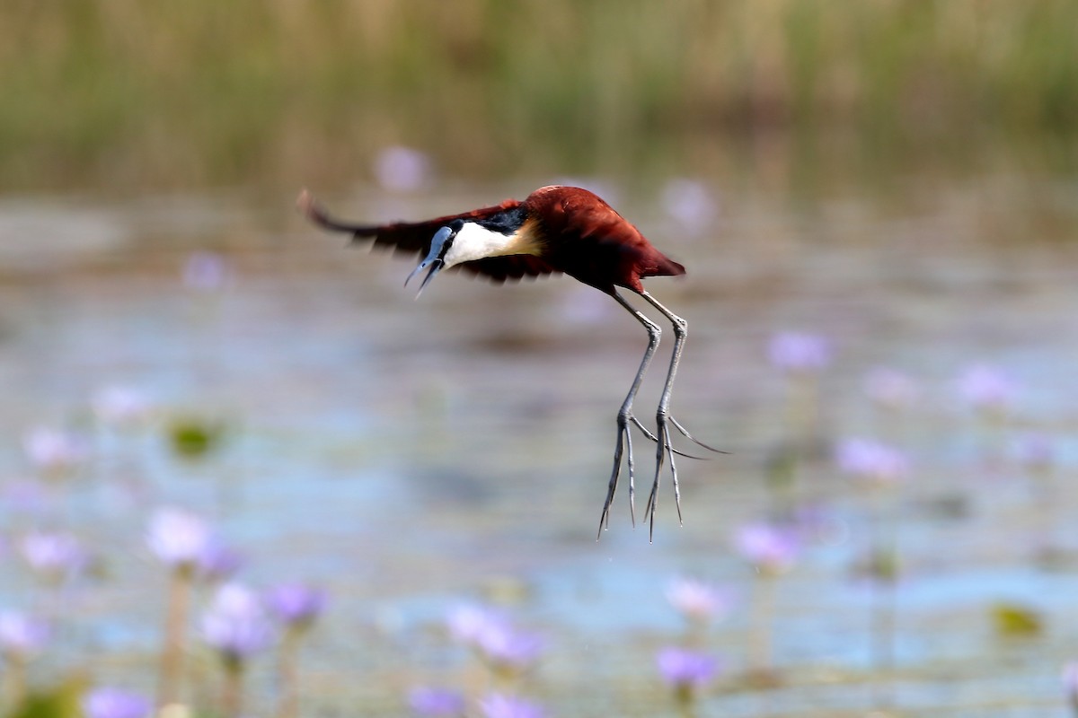 African Jacana - ML645981508