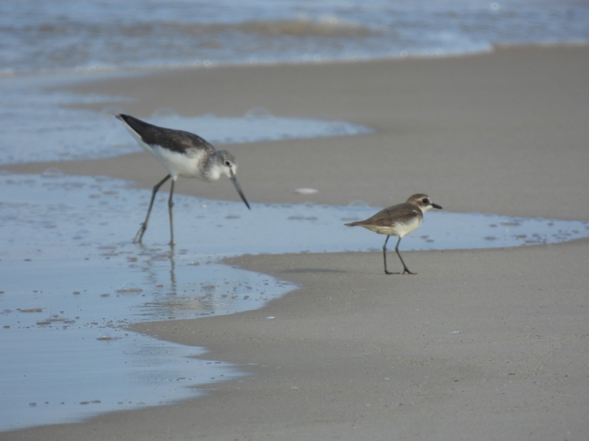 Tibet Cılıbıtı - ML645981510