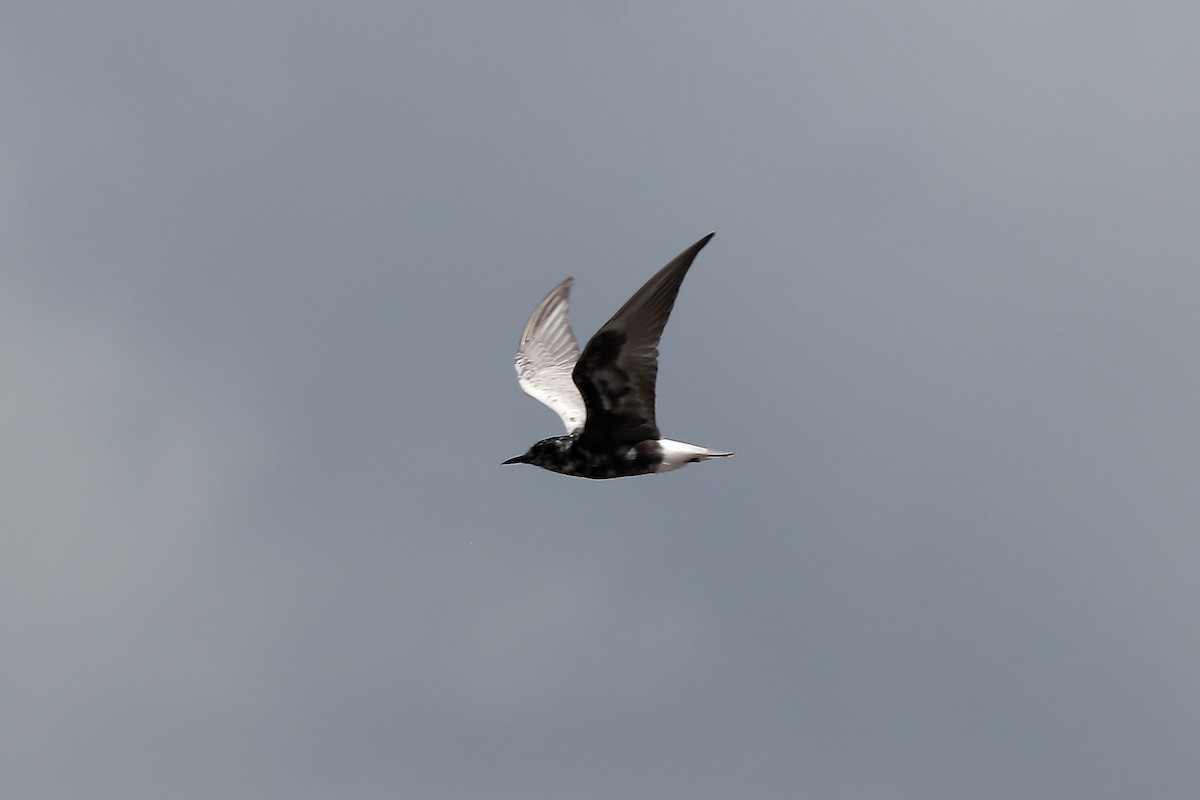 White-winged Tern - ML645981517