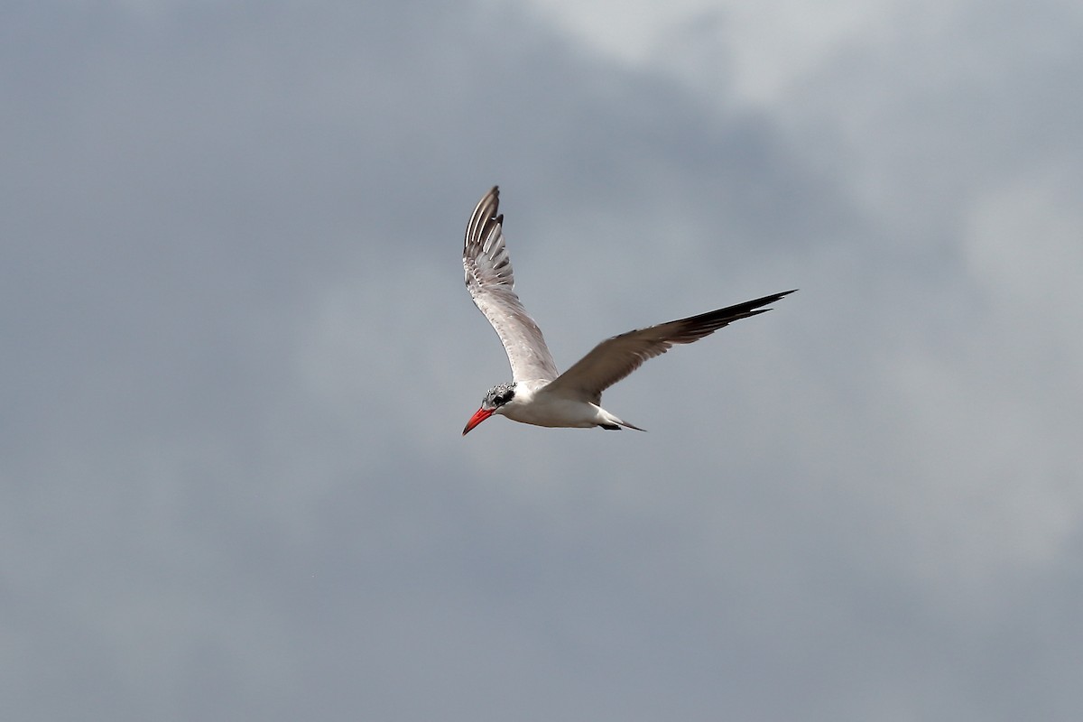 Caspian Tern - ML645981523