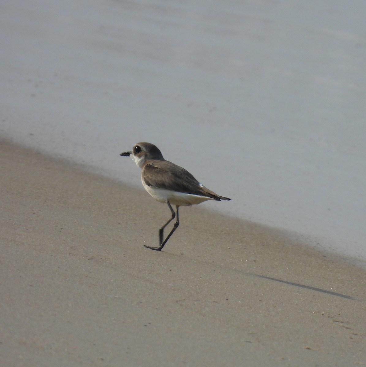 Tibet Cılıbıtı - ML645981524