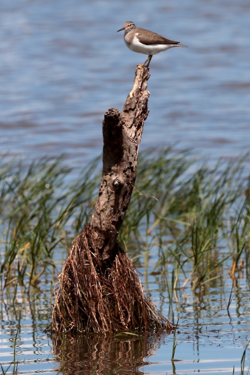Common Sandpiper - ML645981528