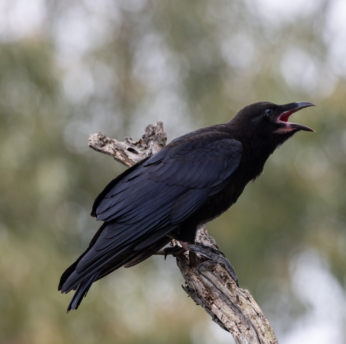 ミナミコワタリガラス - ML645981529