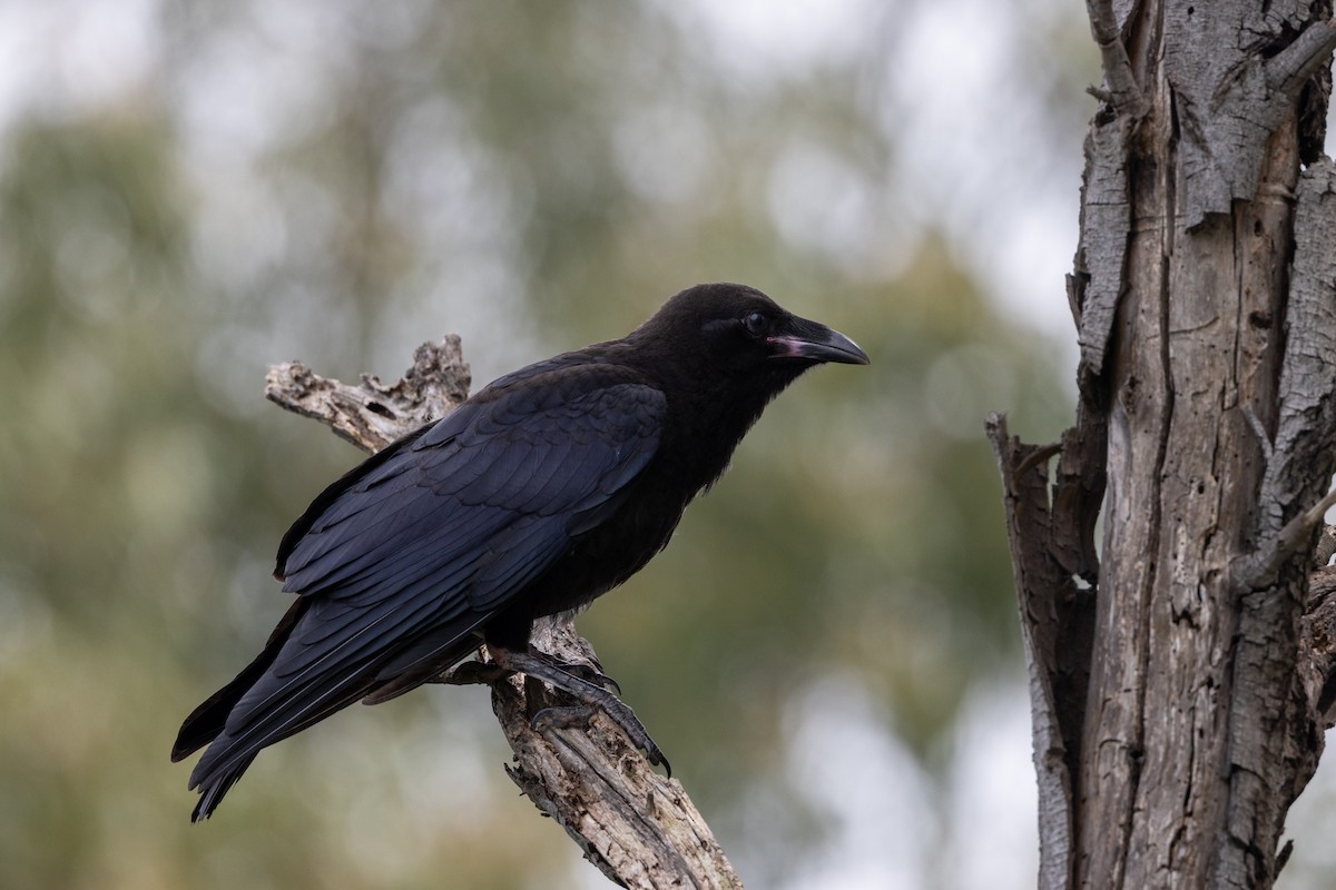 ミナミコワタリガラス - ML645981530