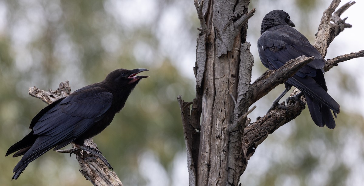 ミナミコワタリガラス - ML645981531