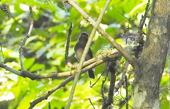 Small Niltava - ML645981534