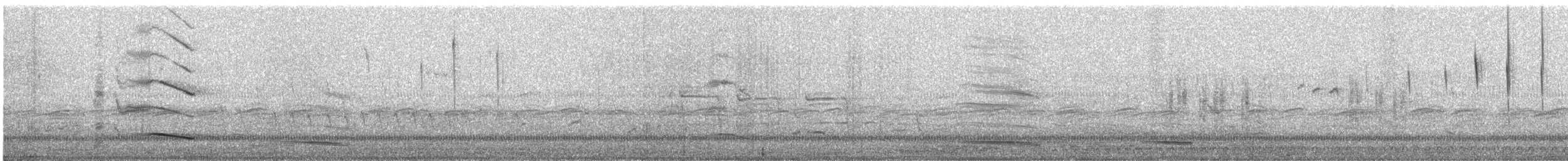 White-winged Fairywren - ML645981535