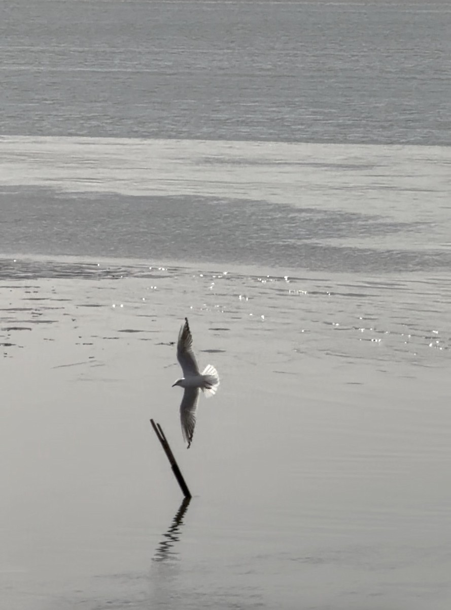 Black-headed Gull - ML645981537