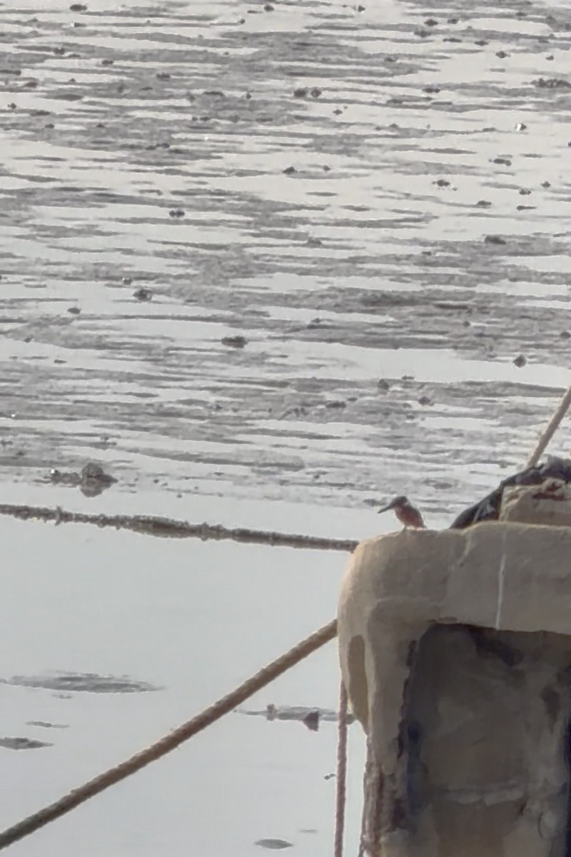 Common Kingfisher - ML645981540