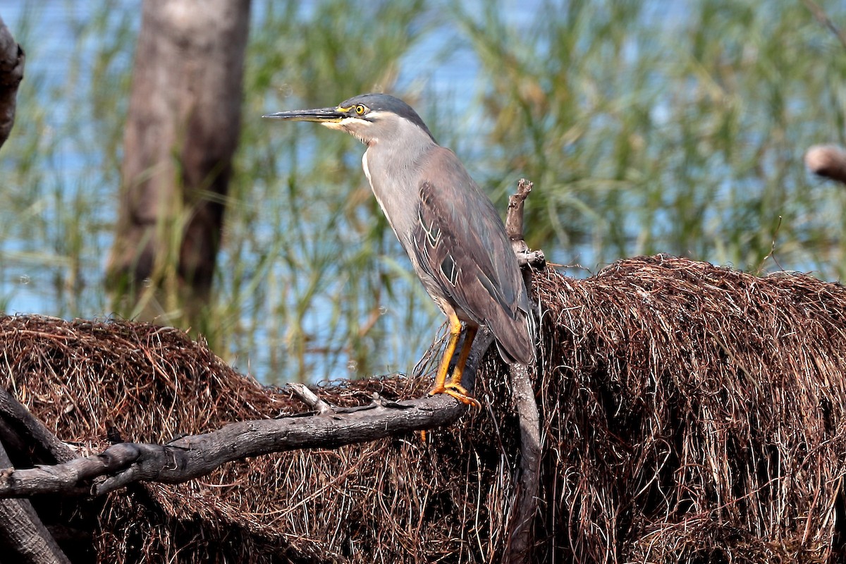 Little Heron - ML645981543