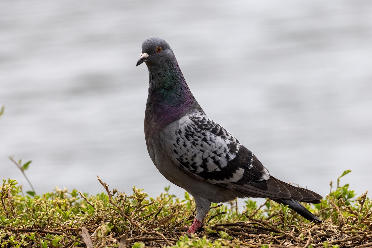 Haitz-usoa (etxekoa) - ML645981547