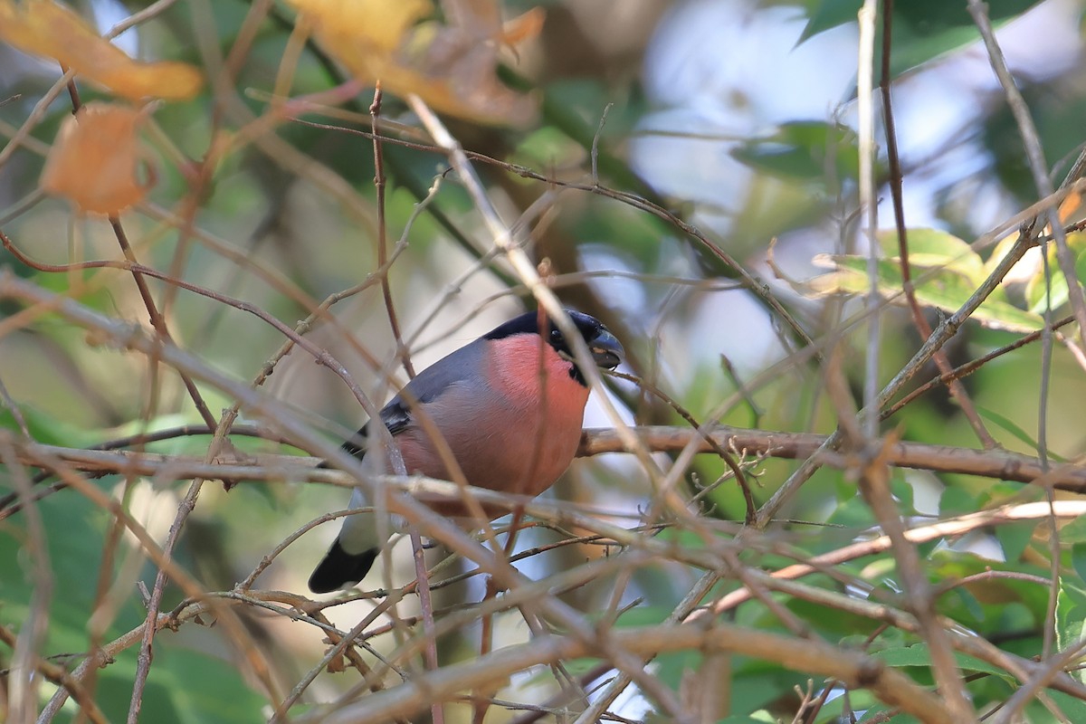 dompap - ML645981549