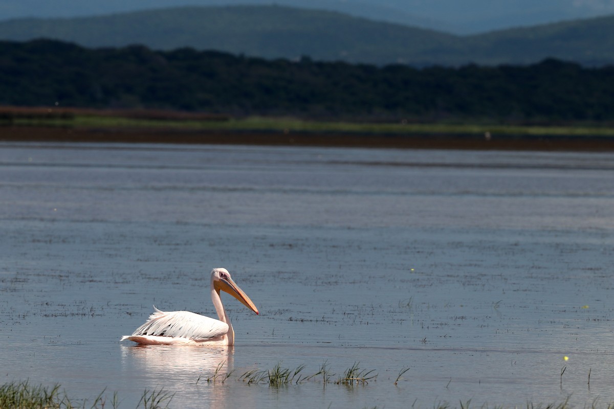 Great White Pelican - ML645981551