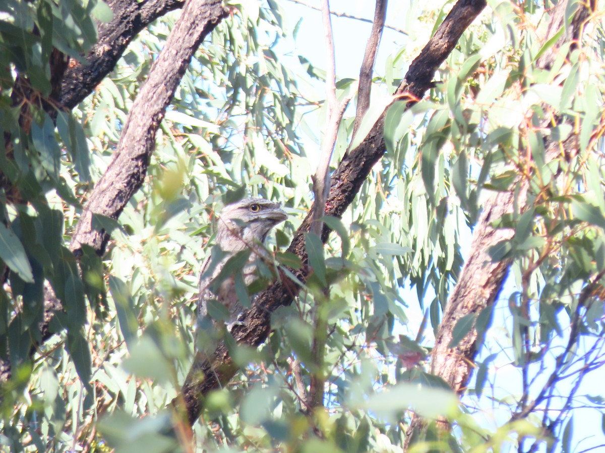 Tawny Frogmouth - ML645981553