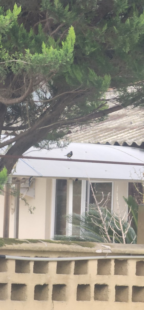 Great Tit - ML645981554