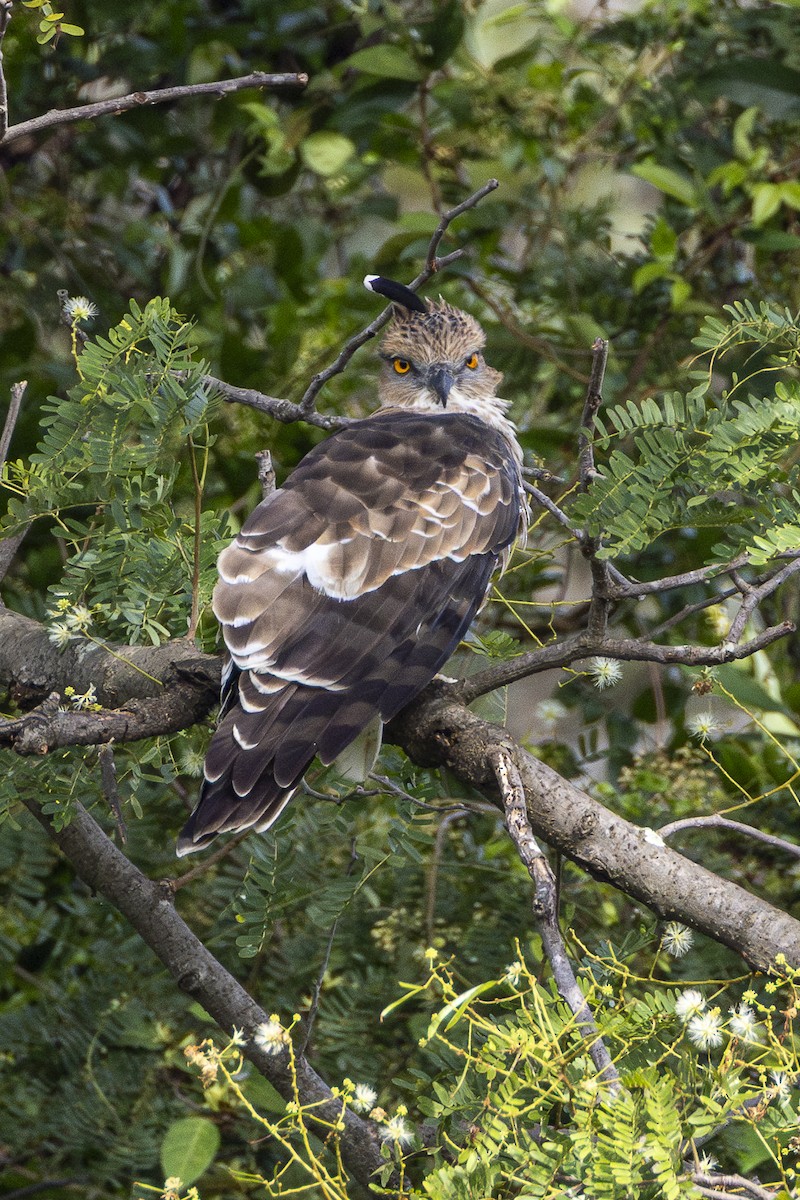 Jerdon's Baza - ML645981555