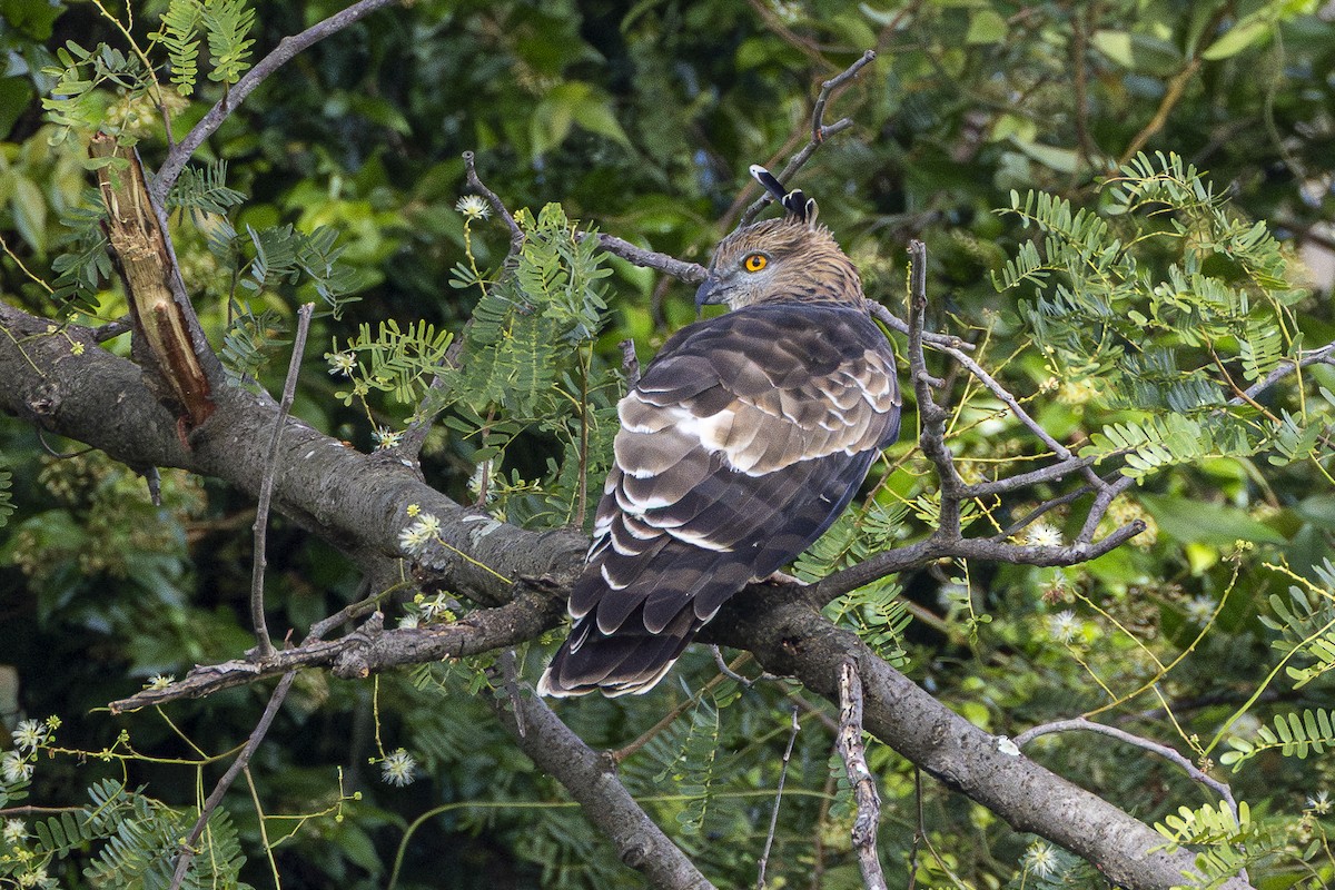 Jerdon's Baza - ML645981556