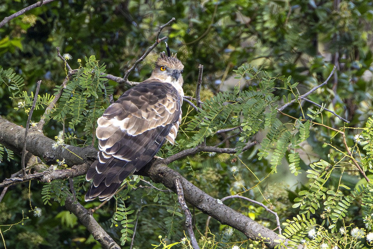 Jerdon's Baza - ML645981557