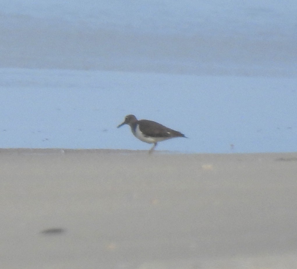 磯鷸 - ML645981558