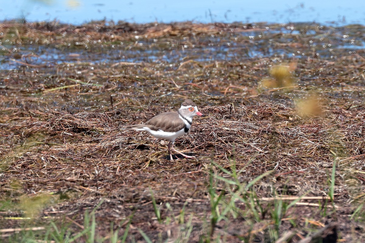 Three-banded Plover - ML645981559