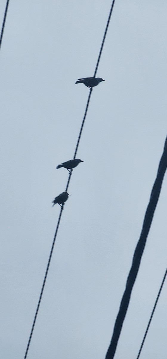 歐洲椋鳥 - ML645981560