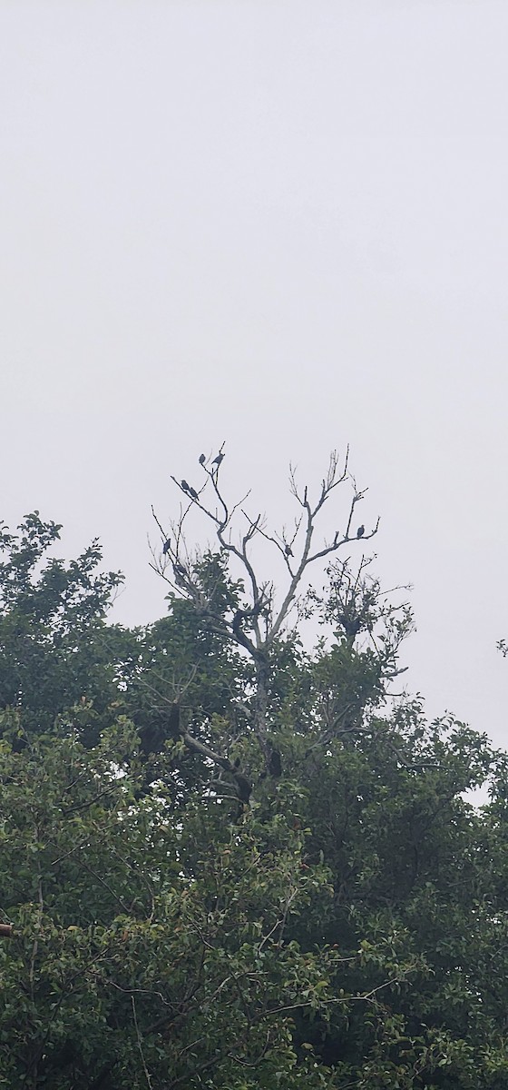 歐洲椋鳥 - ML645981561