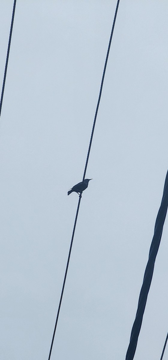 歐洲椋鳥 - ML645981562