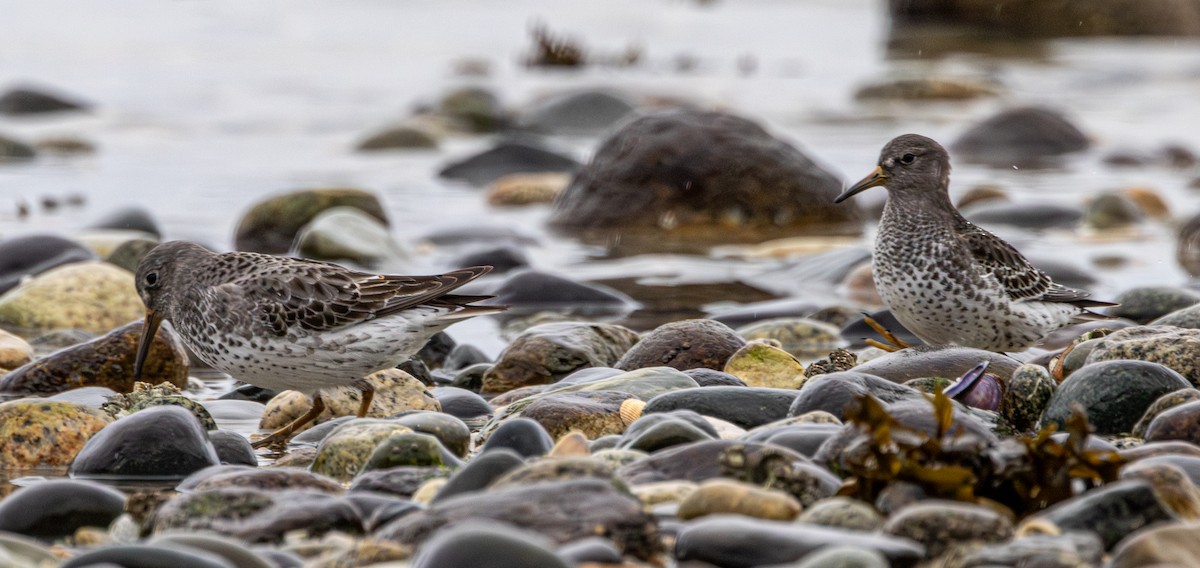 Rock Sandpiper - ML645981563