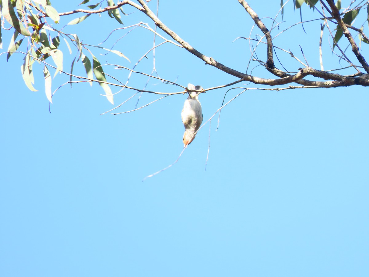 Scarlet Myzomela - ML645981564