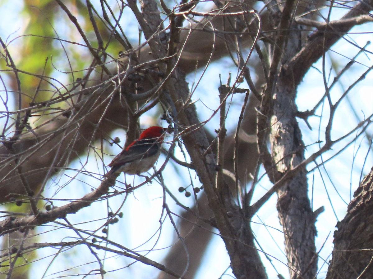 Scarlet Myzomela - ML645981565