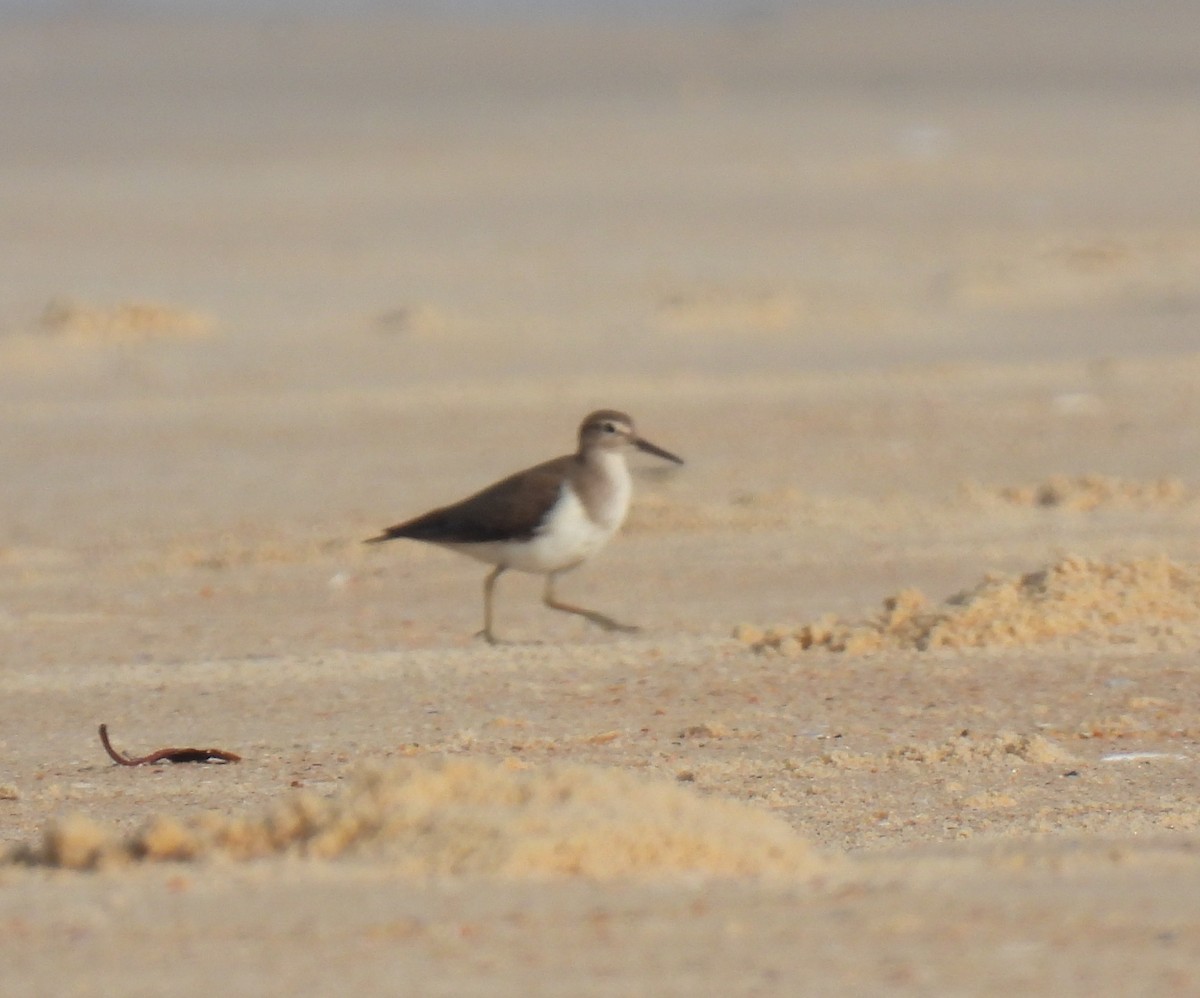 磯鷸 - ML645981566