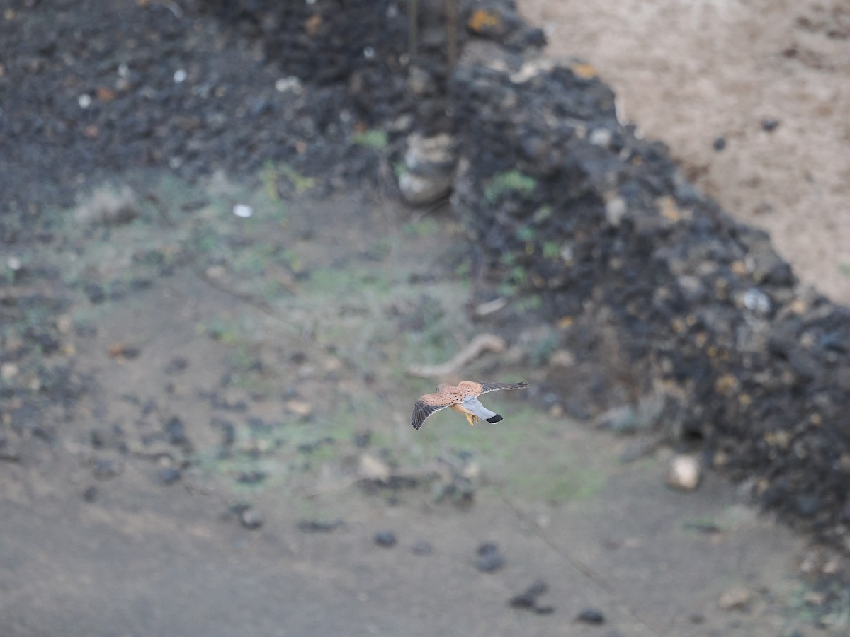 紅隼 - ML645981567