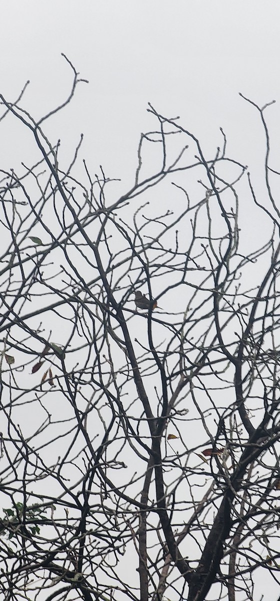 Song Thrush - ML645981568