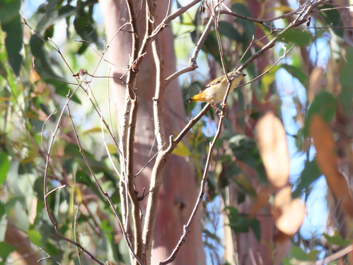 Spotted Pardalote - ML645981571