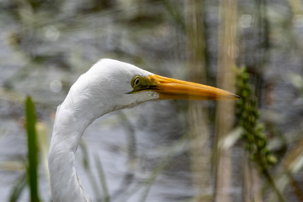 大白鷺 - ML645981572