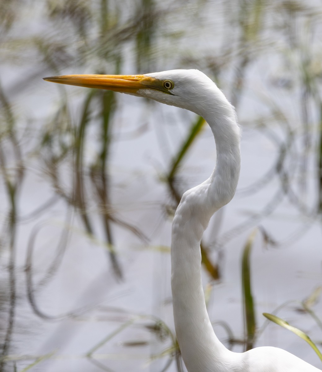 大白鷺 - ML645981573