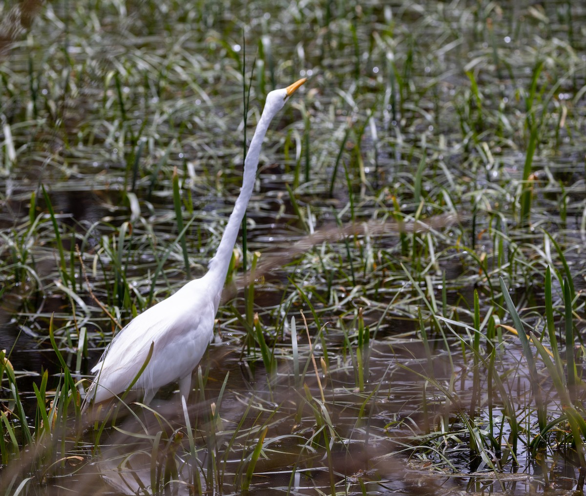 大白鷺 - ML645981574