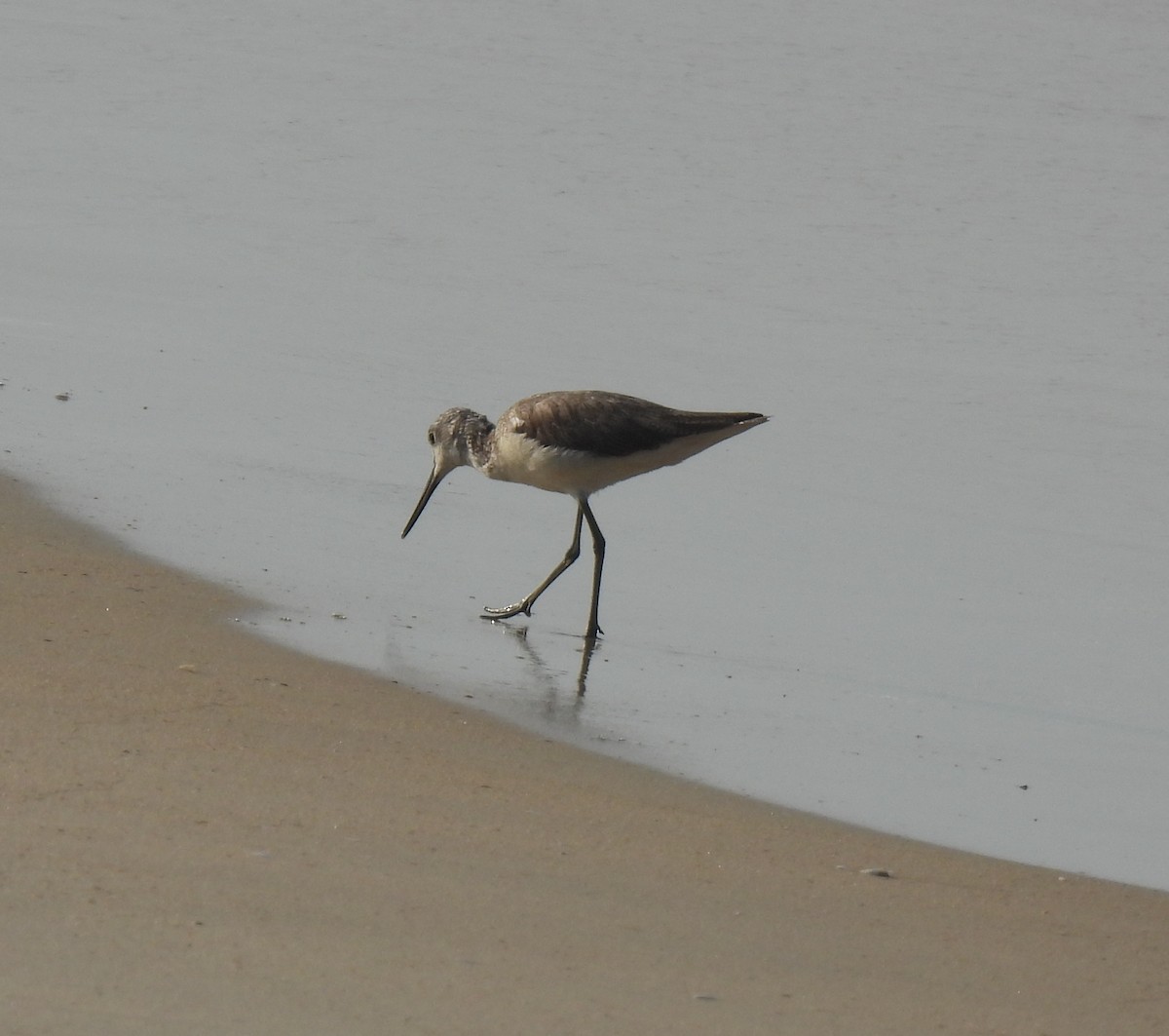 青足鷸 - ML645981576