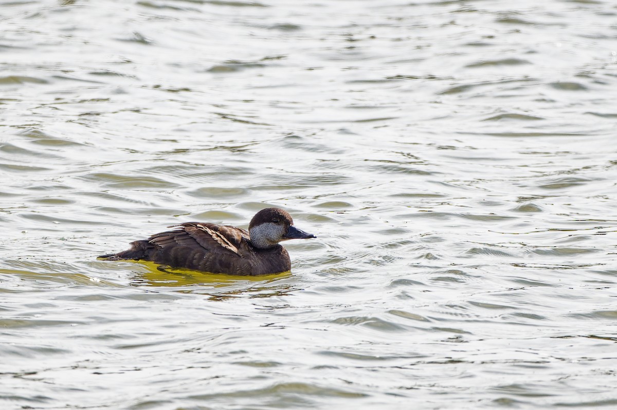 Common Scoter - ML645981577