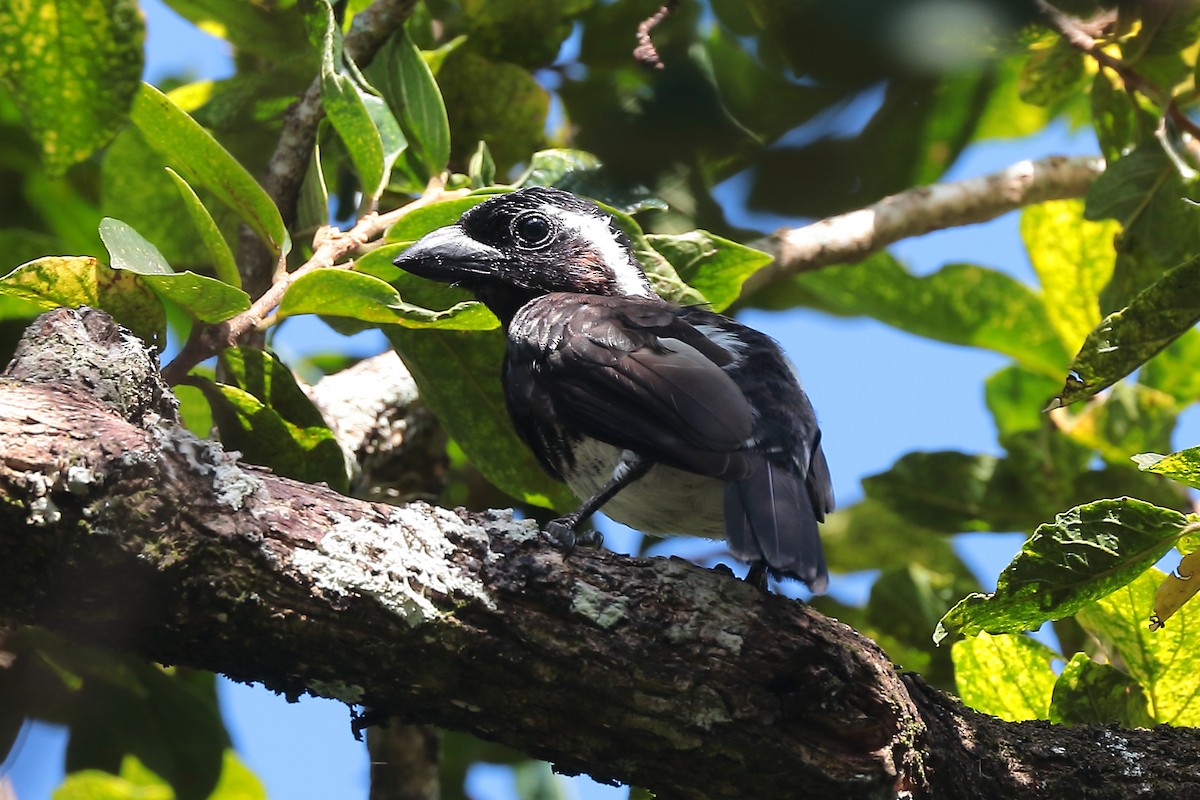 White-eared Barbet - ML645981578