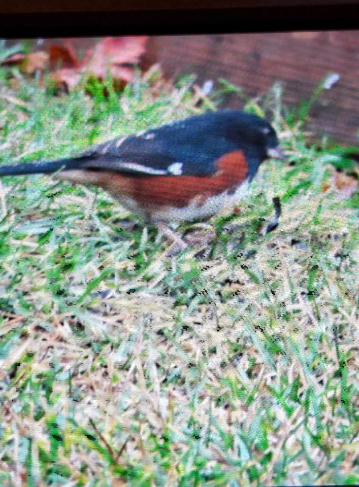 Eastern Towhee - ML645981579