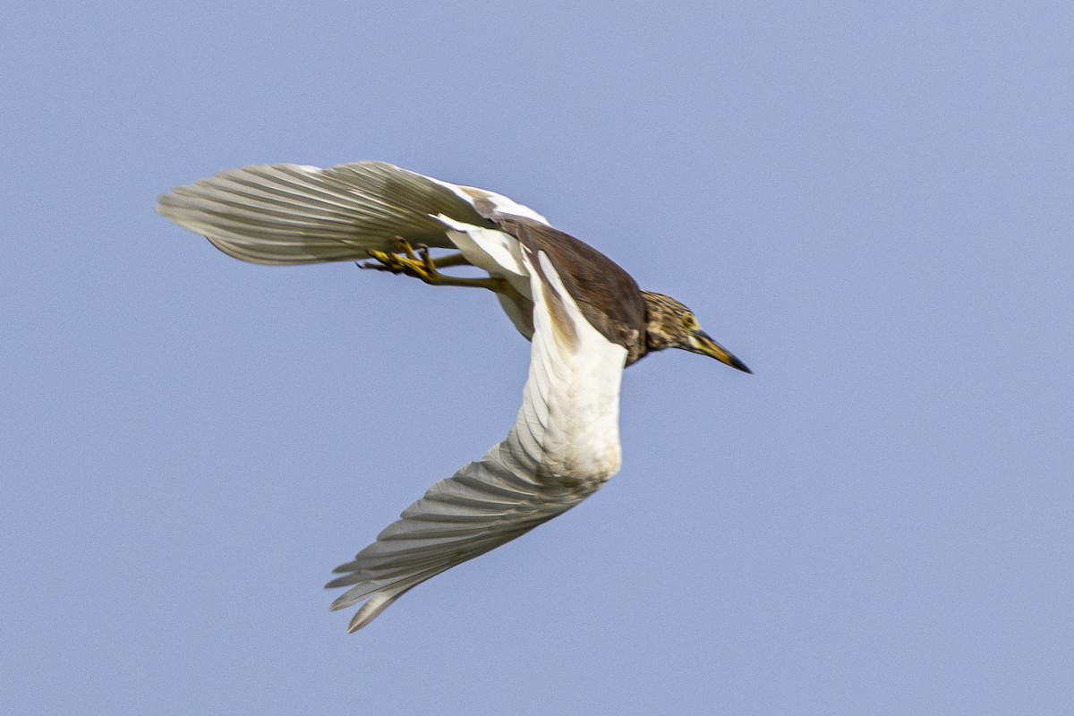 池鷺屬 - ML645981584