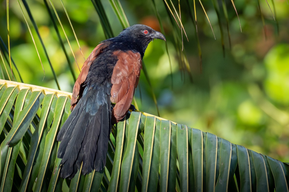 褐翅鴉鵑(parroti) - ML645981587