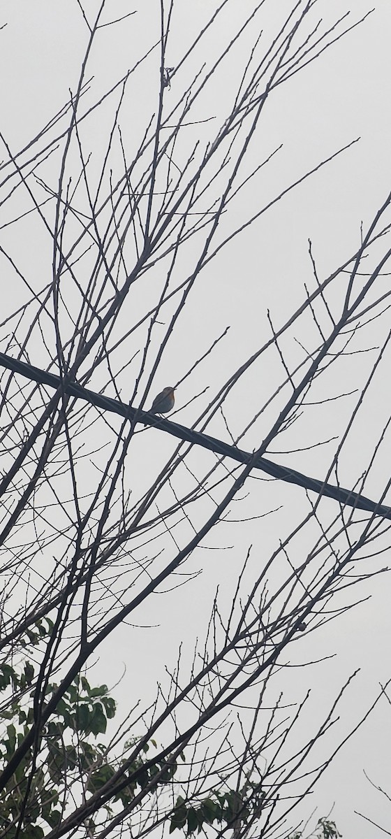 European Robin - ML645981588