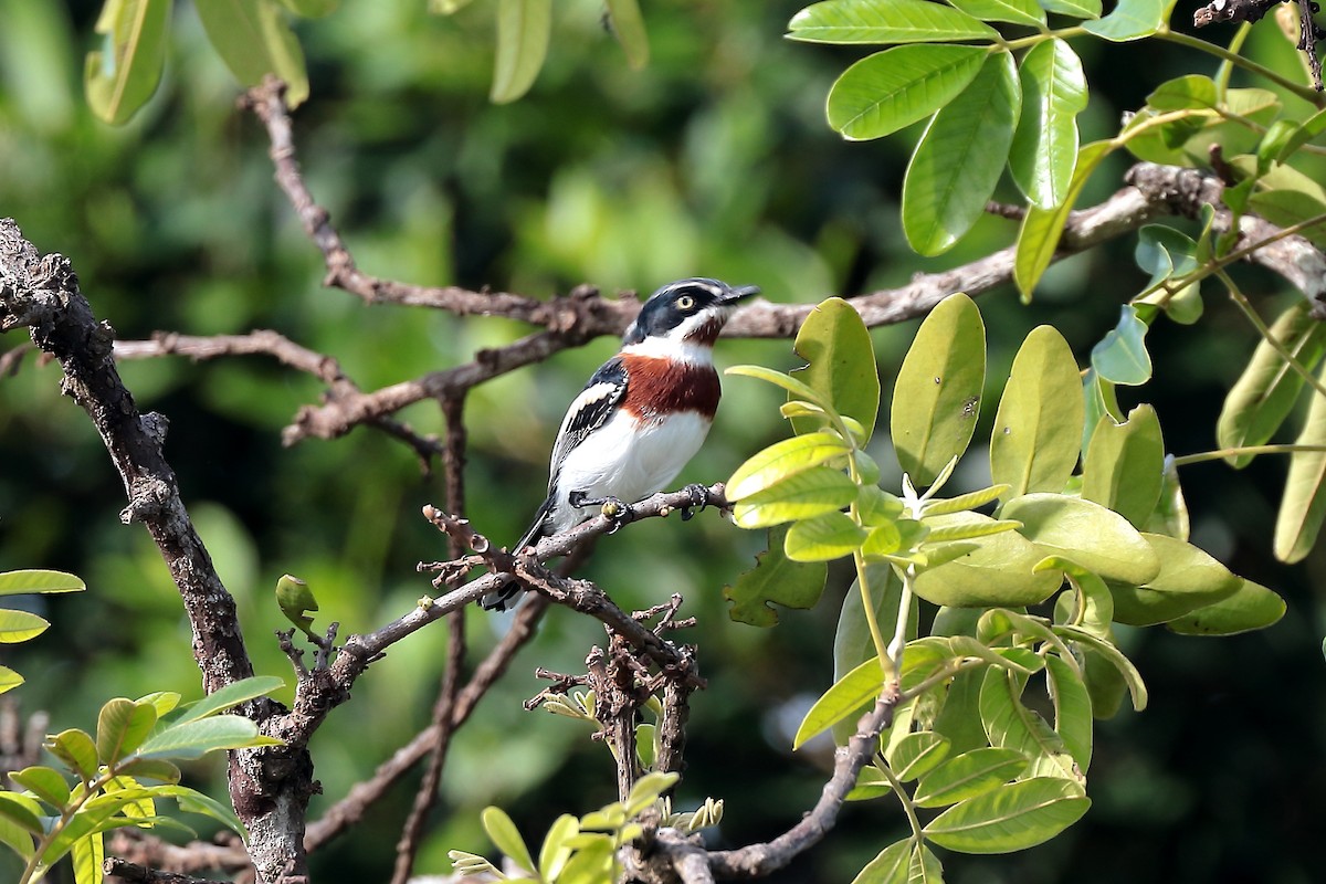 Chinspot Batis - ML645981594