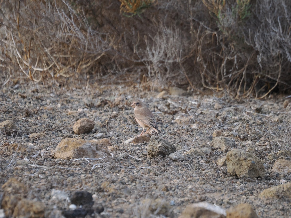 Trumpeter Finch - ML645981600
