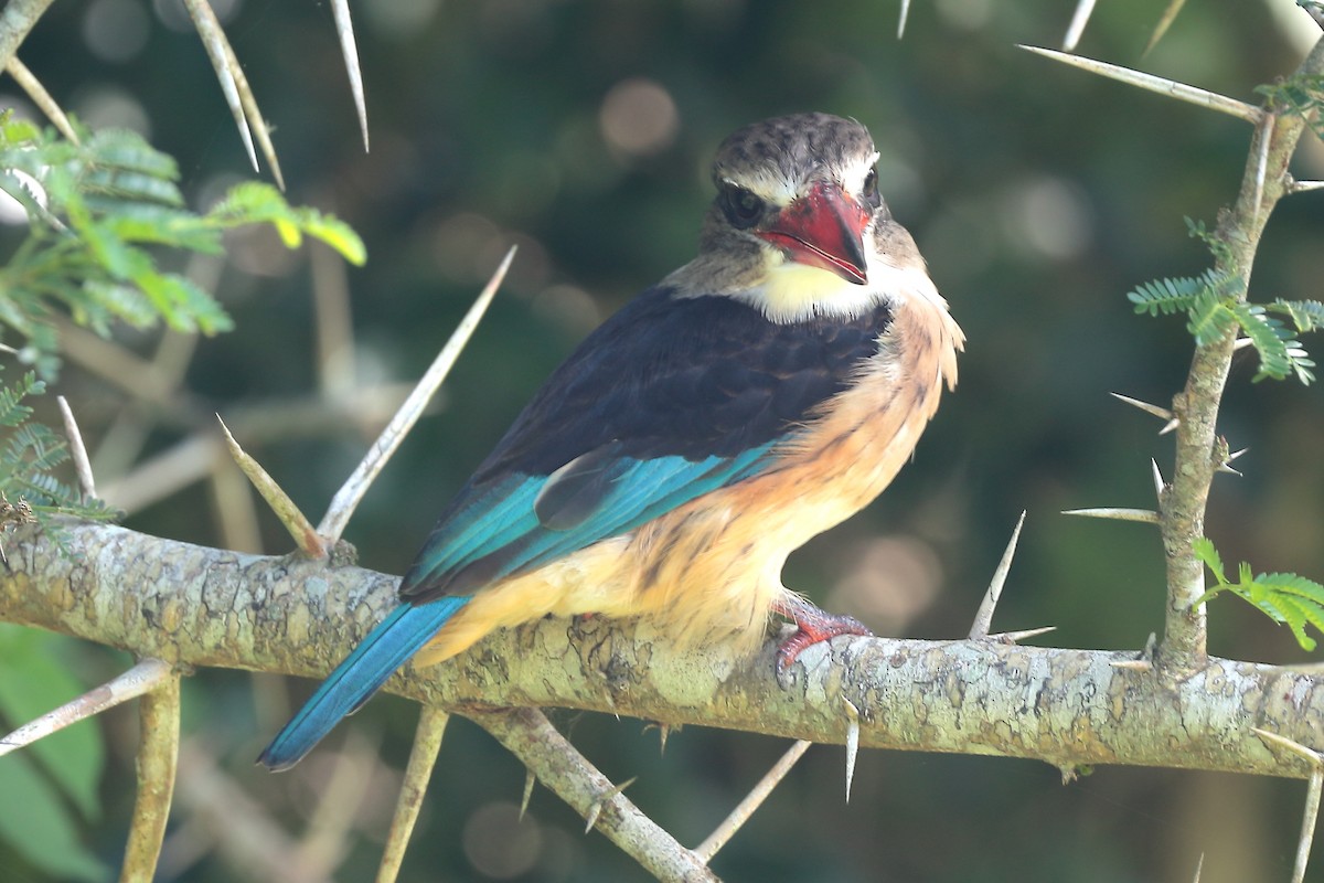 Brown-hooded Kingfisher - ML645981608