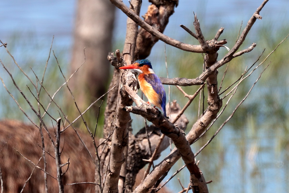 Malachite Kingfisher - ML645981612