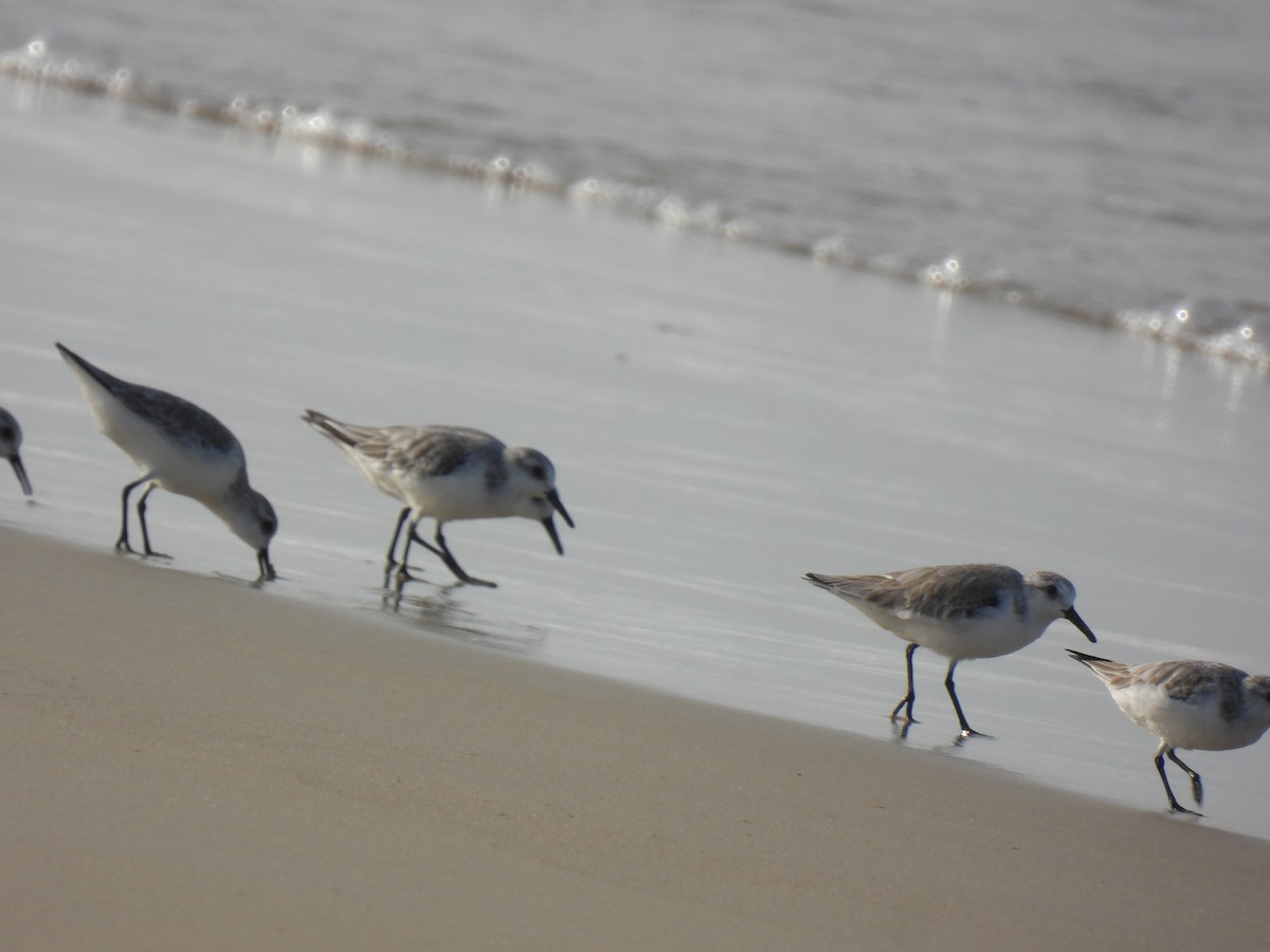 Txirri zuria - ML645981613