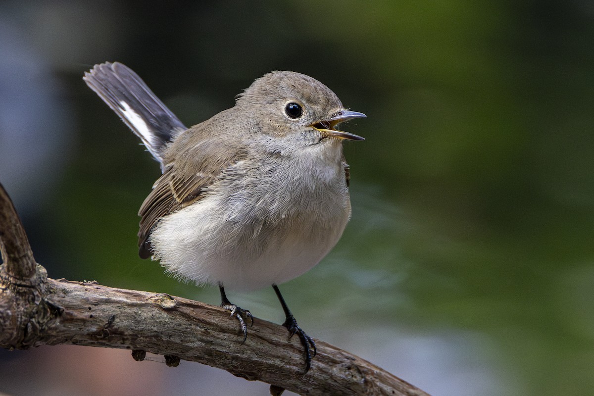 Taiga Flycatcher - ML645981617
